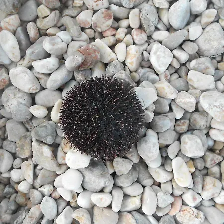 Andrija * Vrbnik (Primorje-Gorski Kotar)