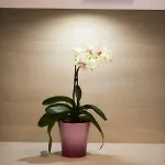 아파트 Andrija